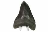 3.57" Fossil Megalodon Tooth - South Carolina - #130838-2